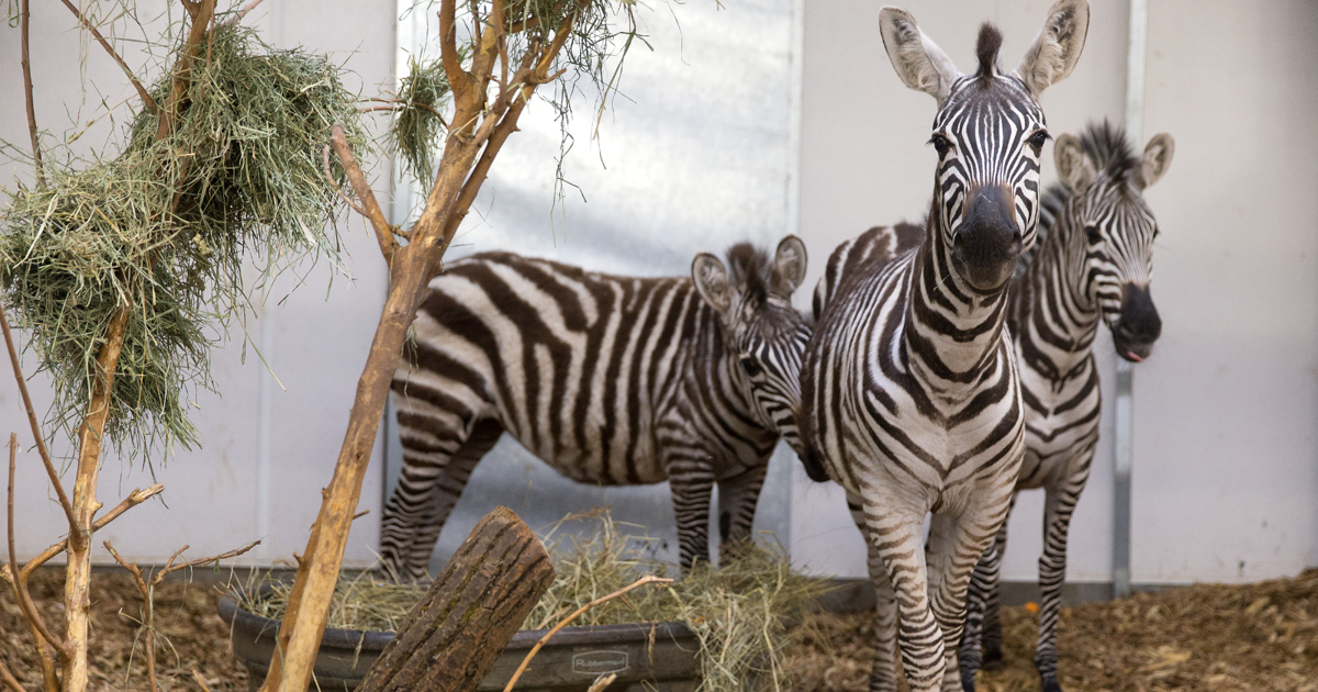 Omaha's zoo animals to have state-of-the-art hospital