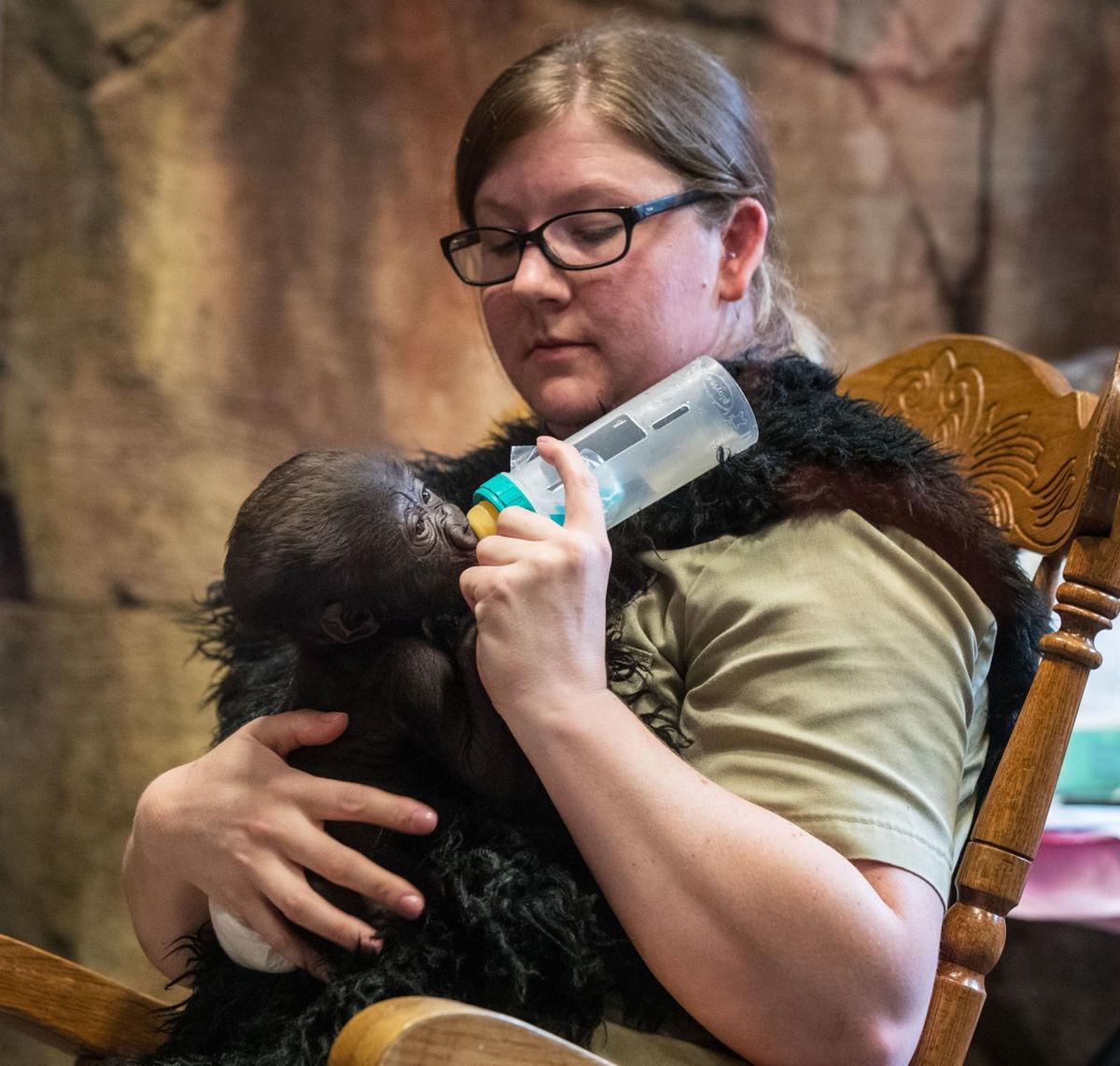 Baby Gorilla Makes Her Debut In The Henry Doorly Zoo Nursery