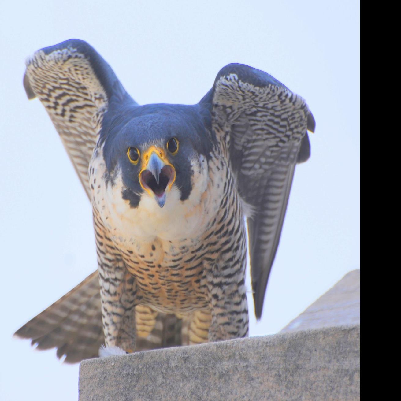 Peregrine Falcons At Nebraska State Capitol Have No Luck