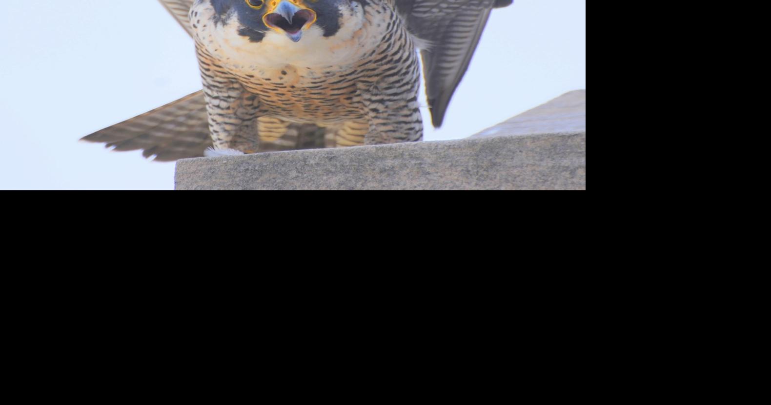 Nebraska State Capitol falcons move their nest up, out of webcam's view