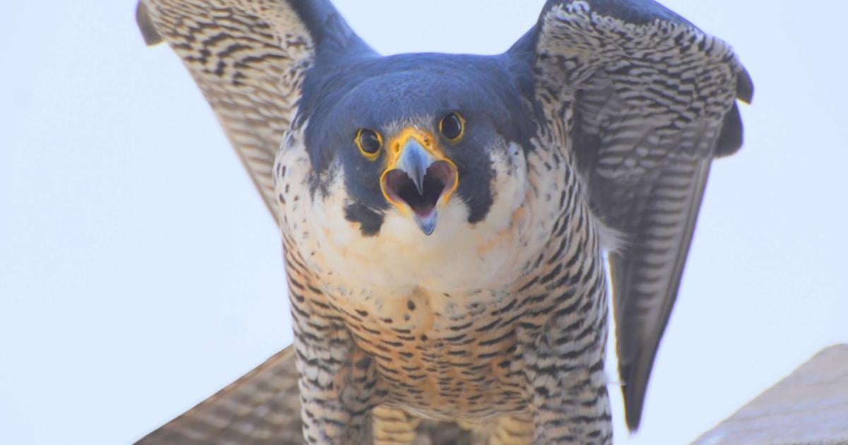 Falcons In Nebraska Nebraska State Capitol falcons move their nest up, out of webcam's view