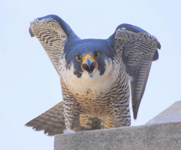 Nebraska State Capitol falcons move their nest up, out of webcam's view