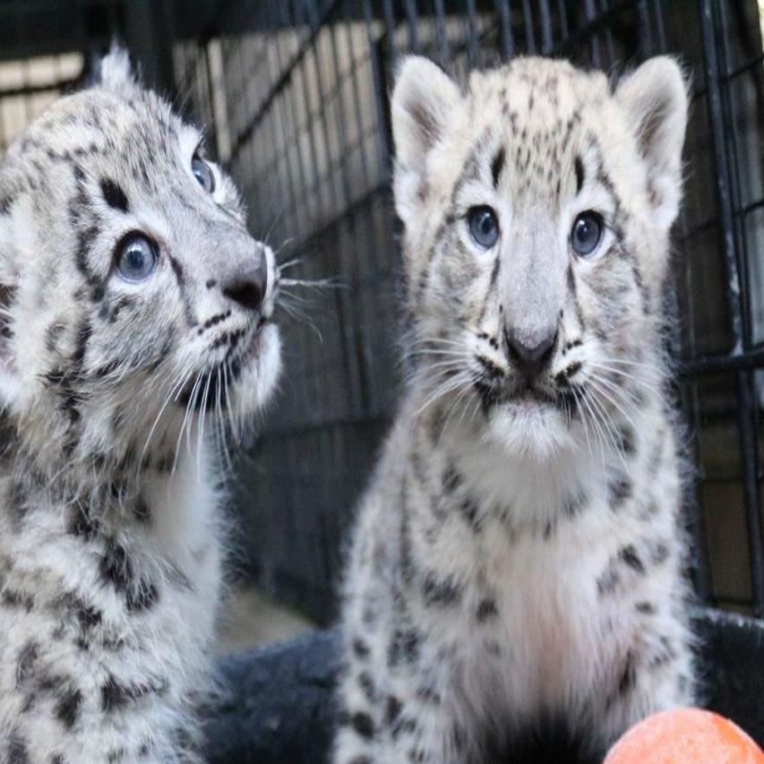 2 Snow Leopard Cubs Born At Henry Doorly Zoo To Proud Parents