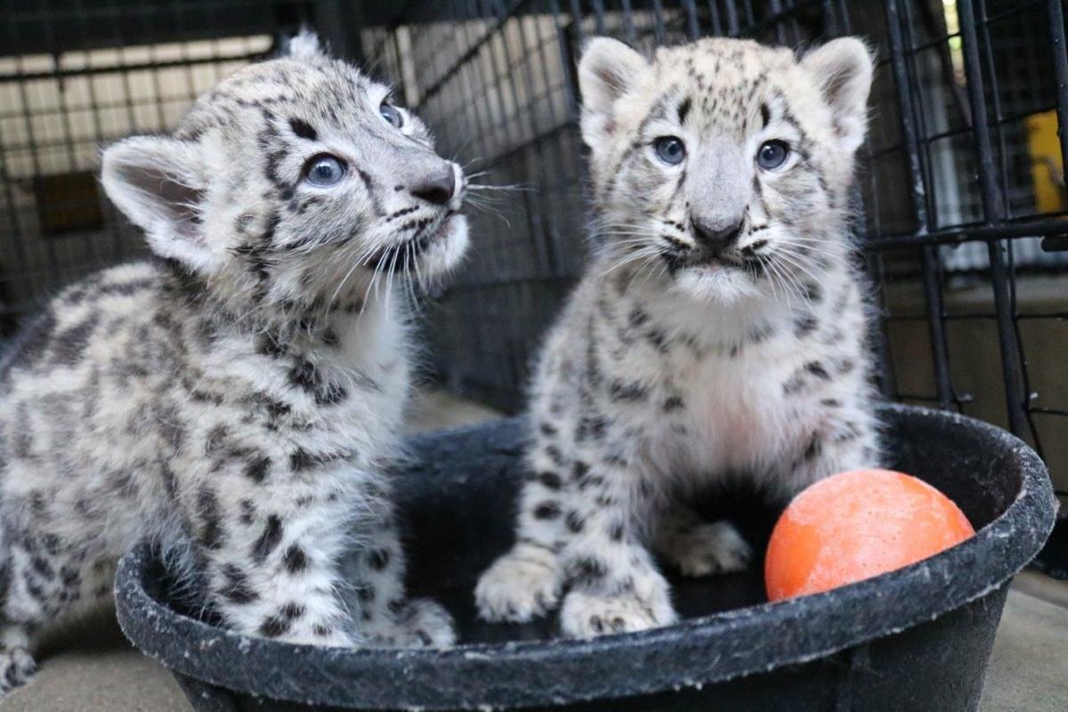 2 Snow Leopard Cubs Born At Henry Doorly Zoo To Proud Parents Rosemary And Pasha Lifestyles Omaha Com