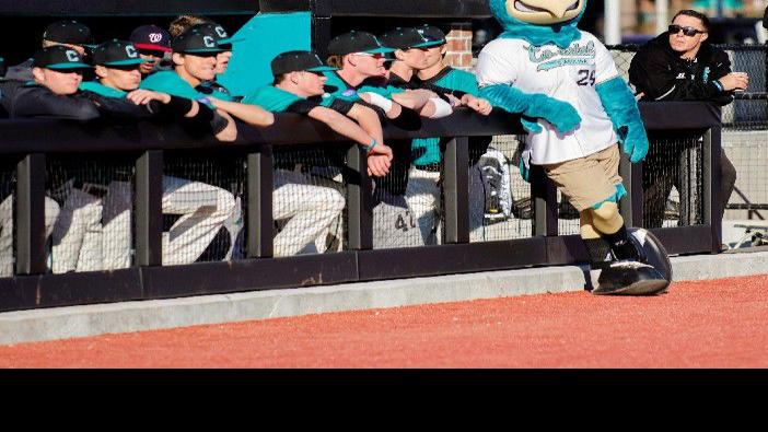 What S A Chanticleer Coastal Carolina Captures Fans Hearts But