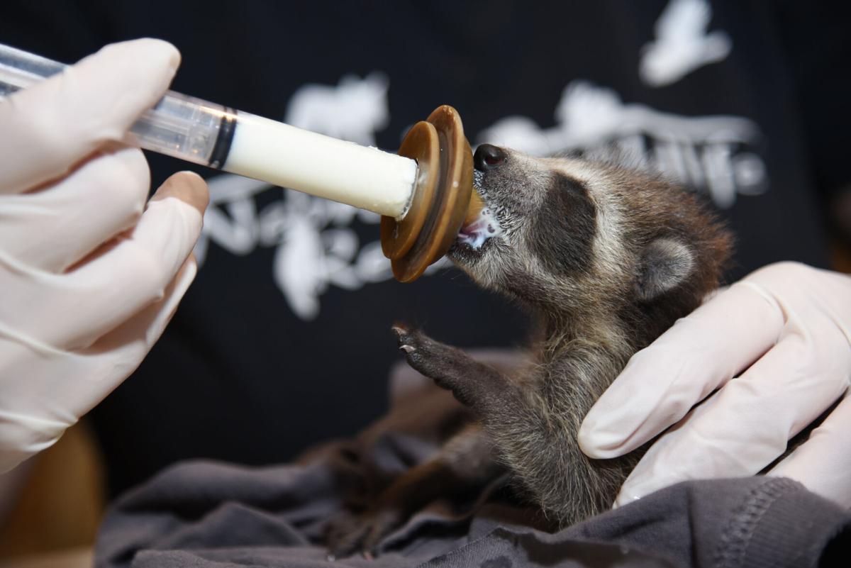 Nebraska Wildlife Rehab Is Overflowing With Baby Critters Local News Omaha Com