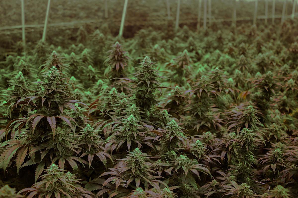 America's marijuana growers are the best in the world, but federal laws are keeping them out of global markets (copy)
