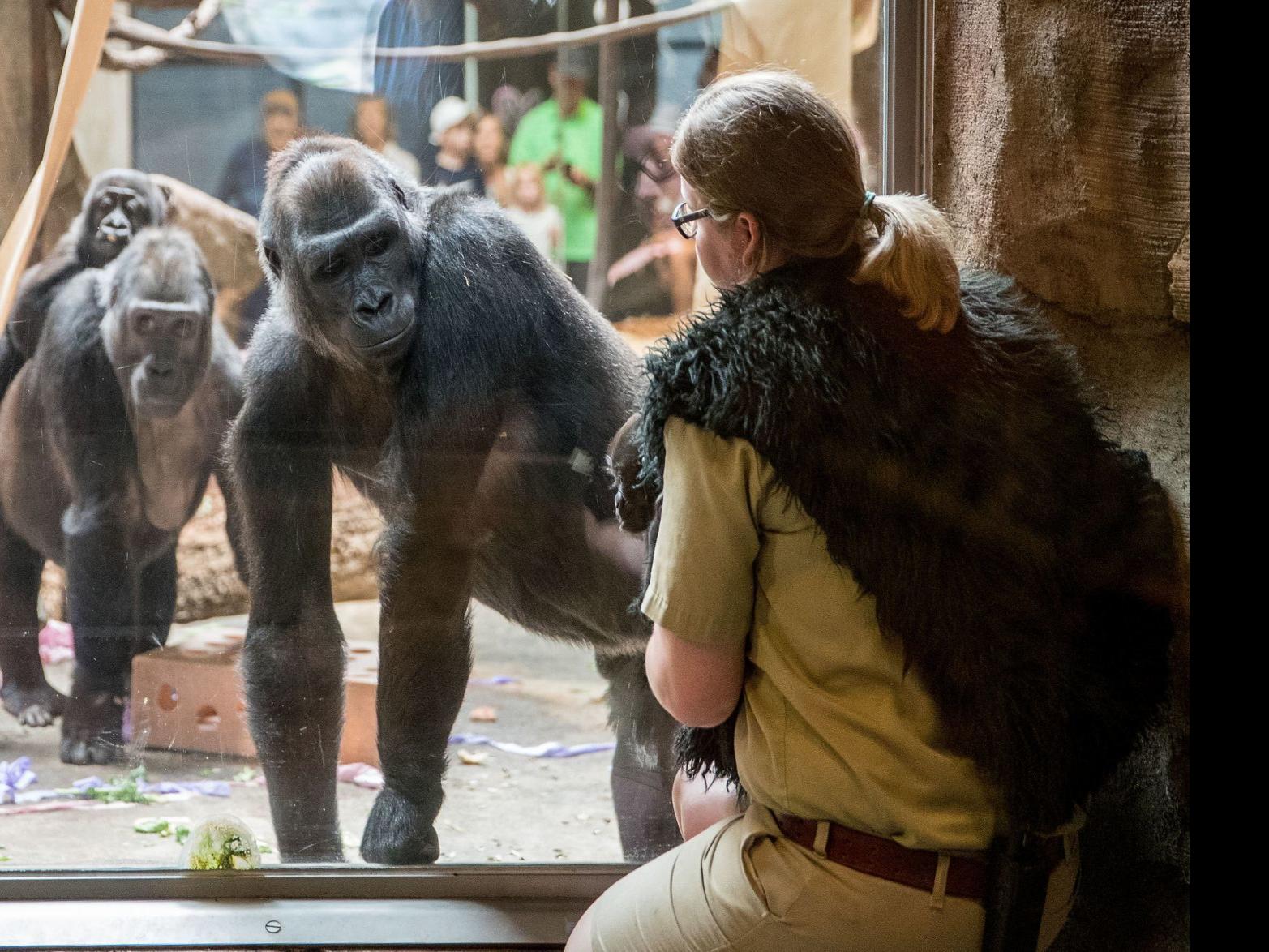 Omaha S Henry Doorly Zoo Is Reopening More Exhibits And Increasing Visitor Capacity Local News Omaha Com