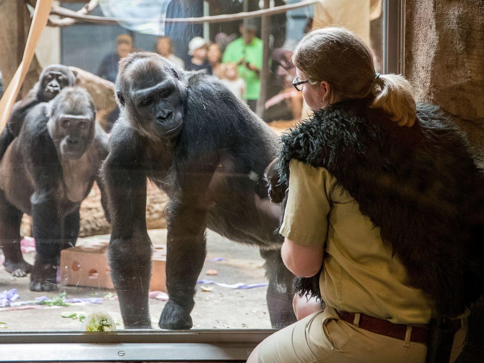 Omaha S Henry Doorly Zoo Is Reopening More Exhibits And Increasing Visitor Capacity Local News Omaha Com
