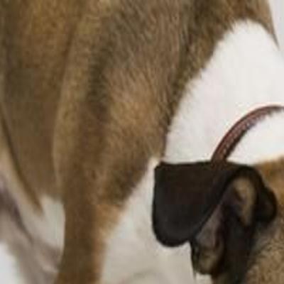 Dog Gone Problems My Dog Is Obsessed With Drinking Water