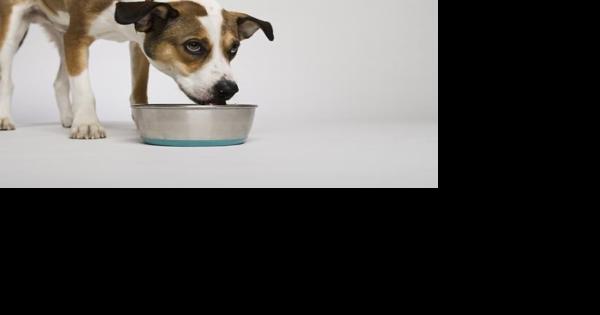 Stop Your Dog Digging in the Water Dish - Vetstreet