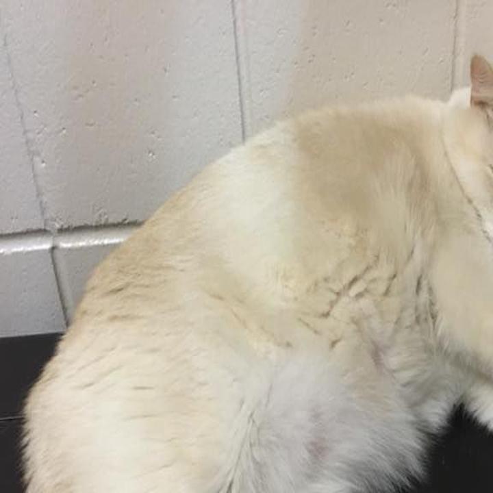 After Recent Influx Nebraska Humane Society Will Waive Adoption