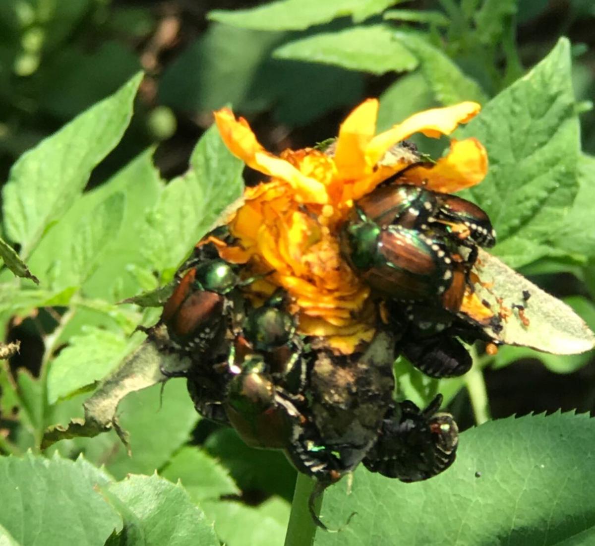 beetles