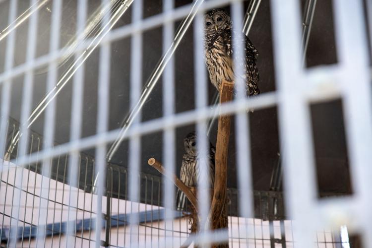 040523-sni-news-ff-raptors-p3