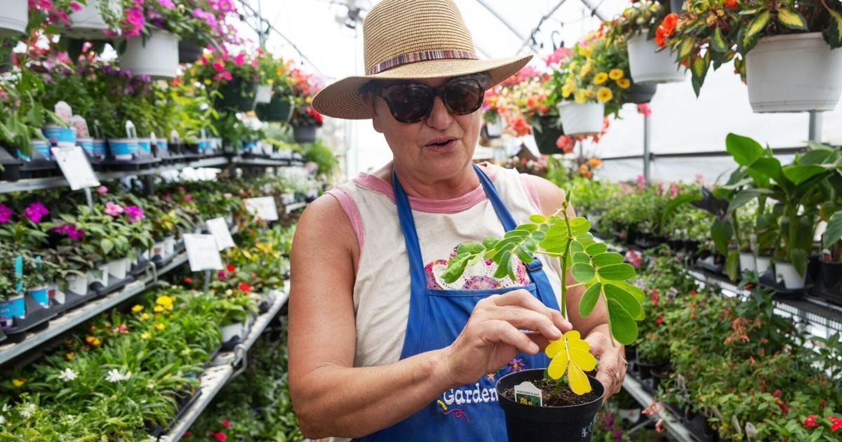 This weekend is the 'Black Friday' of gardening season in Omaha