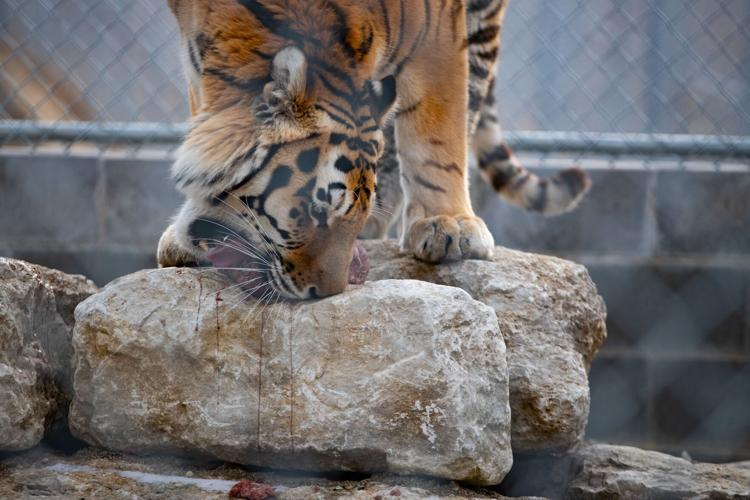 Extremely Rare: Siberian Tiger Mom Gives Birth to 13 Cubs in Three Years -  People's Daily Online