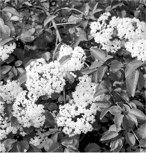 Toxicity From Black Walnut Trees Can Be A Tough Problem To Crack
