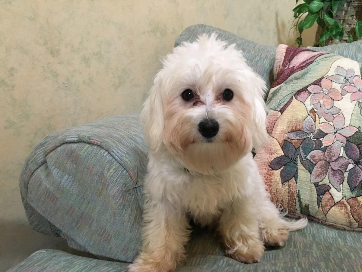 Dog Gone Problems My puppy poops in his kennel