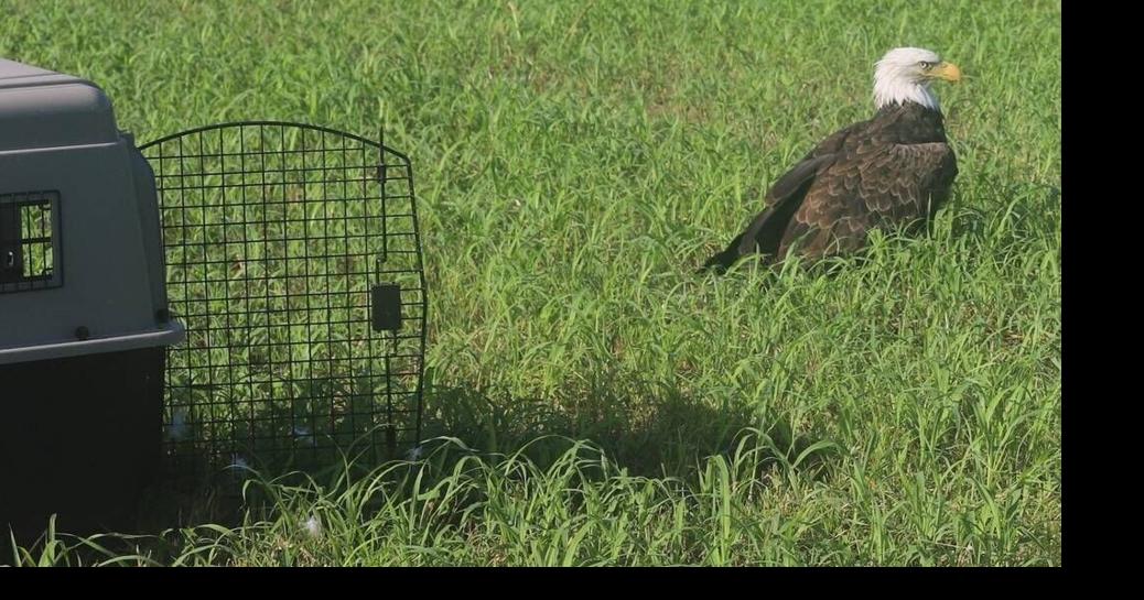 Weißkopfseeadler, von dem man dachte, er sei verletzt, war eigentlich nur ...