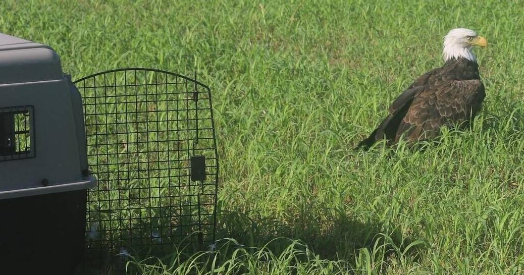 Weißkopfseeadler, von dem man dachte, er sei verletzt, war eigentlich nur ...