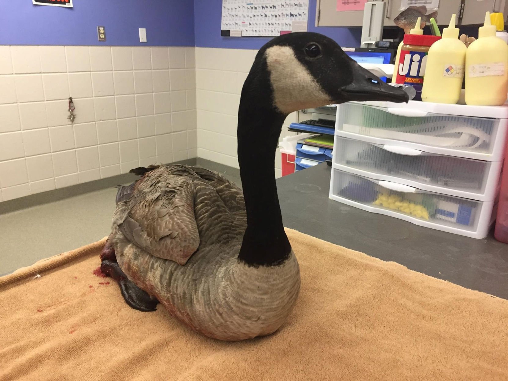 Canada goose s foot is amputated after it was nearly severed by discarded fishing line