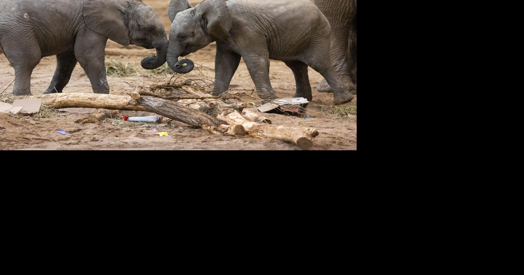 animal abuse elephants