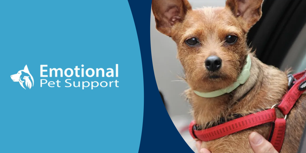 n3_Emotional Pet Support.png
