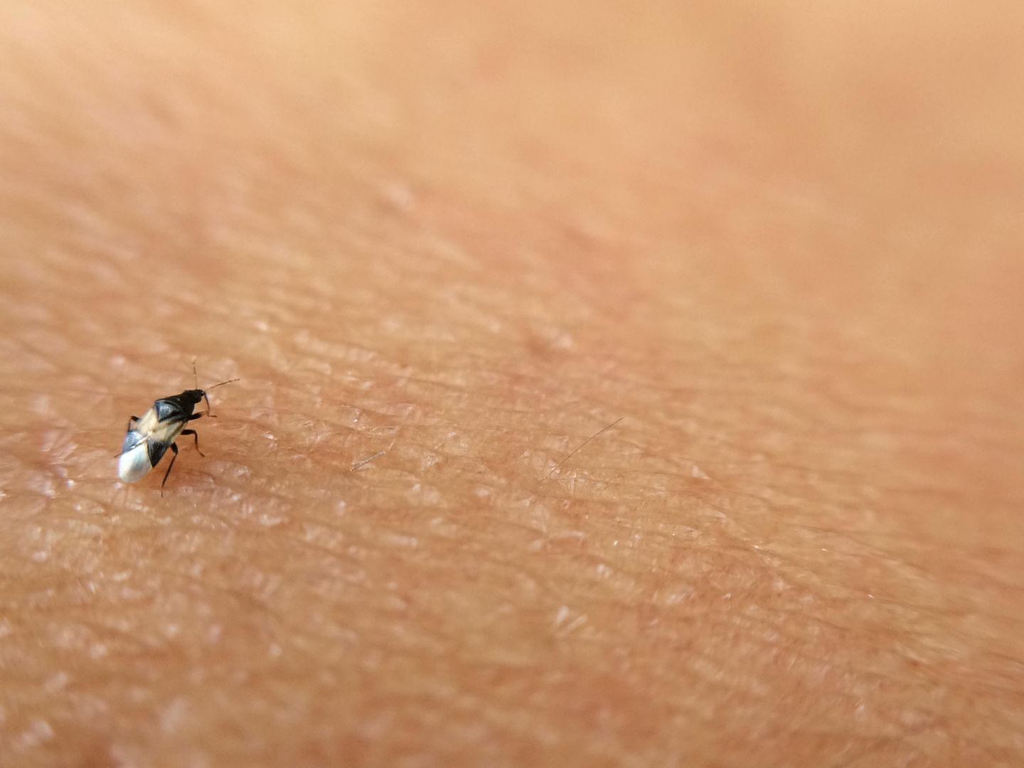 Painfully Annoying Pirate Bugs Have Flourished This Fall And They Re Disrupting People S Fun Times Outside Local News Omaha Com Painfully Annoying Pirate Bugs Have Flourished This Fall And They Re Disrupting People S Fun Times Outside Local News Omaha Com