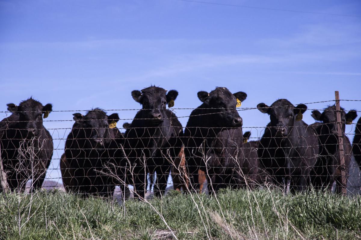 More than 200 dead cattle found in Fillmore County animal neglect case
