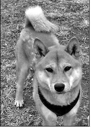 A Guide To Shiba Inu Training Canna Pet