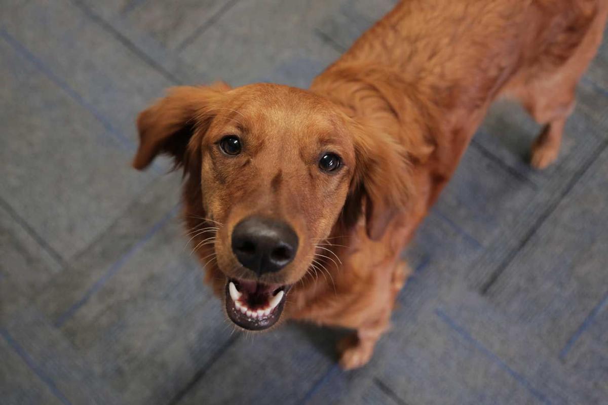 View Golden Retriever Puppies Omaha Nebraska Photos