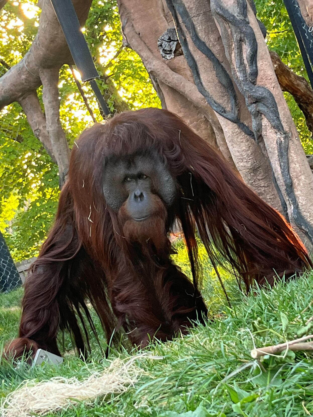 Omaha zoo renovates Hubbard Orangutan Forest