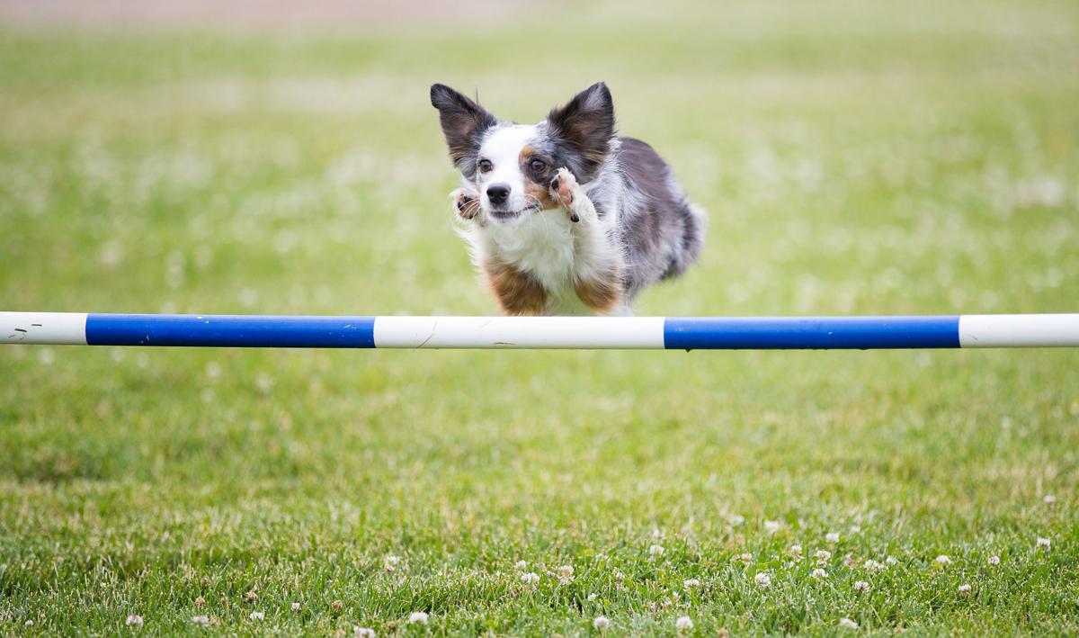 Omaha Dog Pixel A Furry Blur On The Agility Course Has A Shot At