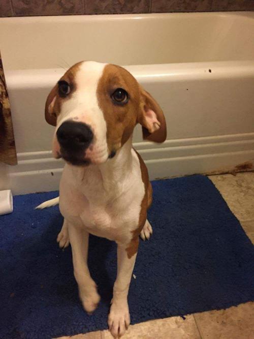 How do you stop a dog from peeing when scared Dog Pees On Floor Because Of Rain Youtube