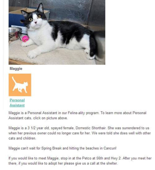 Catchy Online Bios Helping Pets Get Noticed Adopted Lifestyles