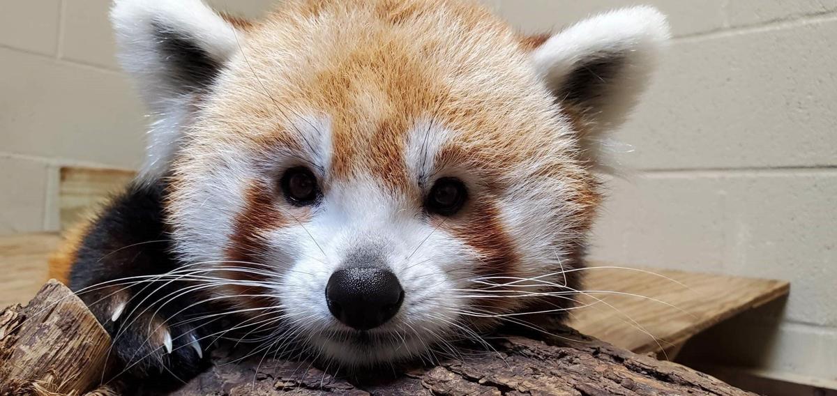 Omaha zoo welcomes second red panda
