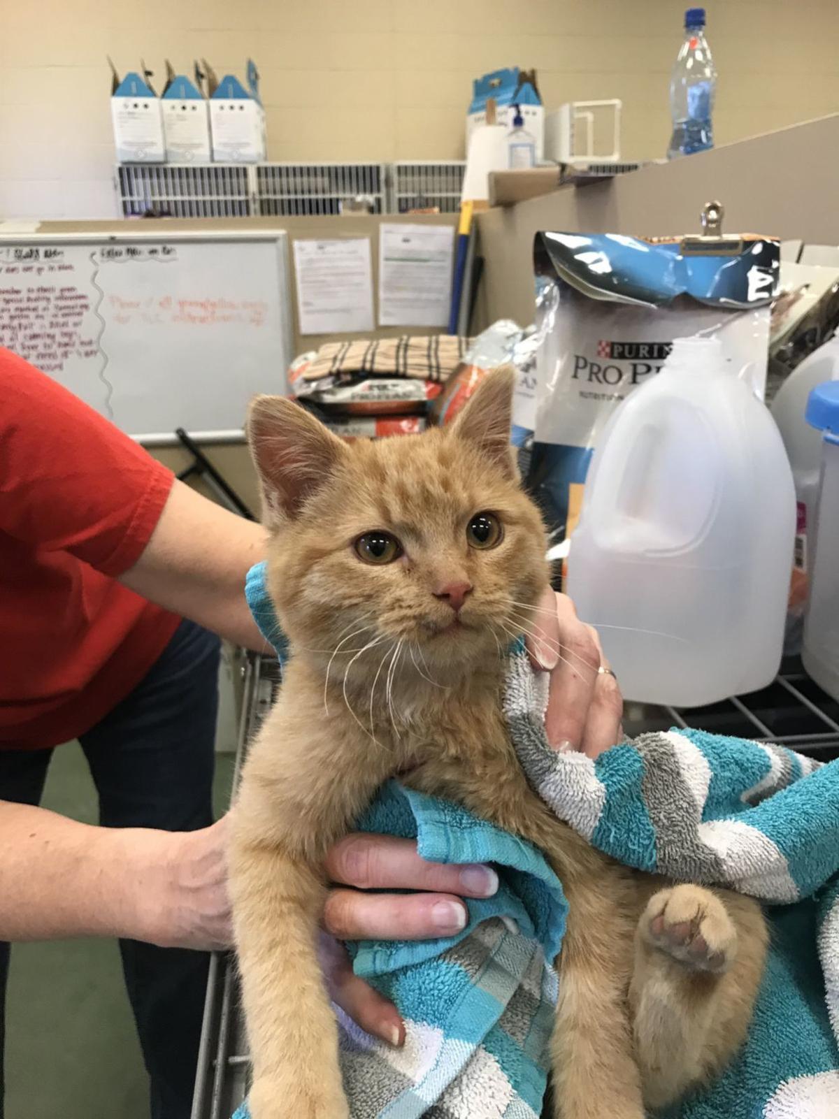 A Kitten Rode Under An Suv From Omaha To Papillion And Lived To