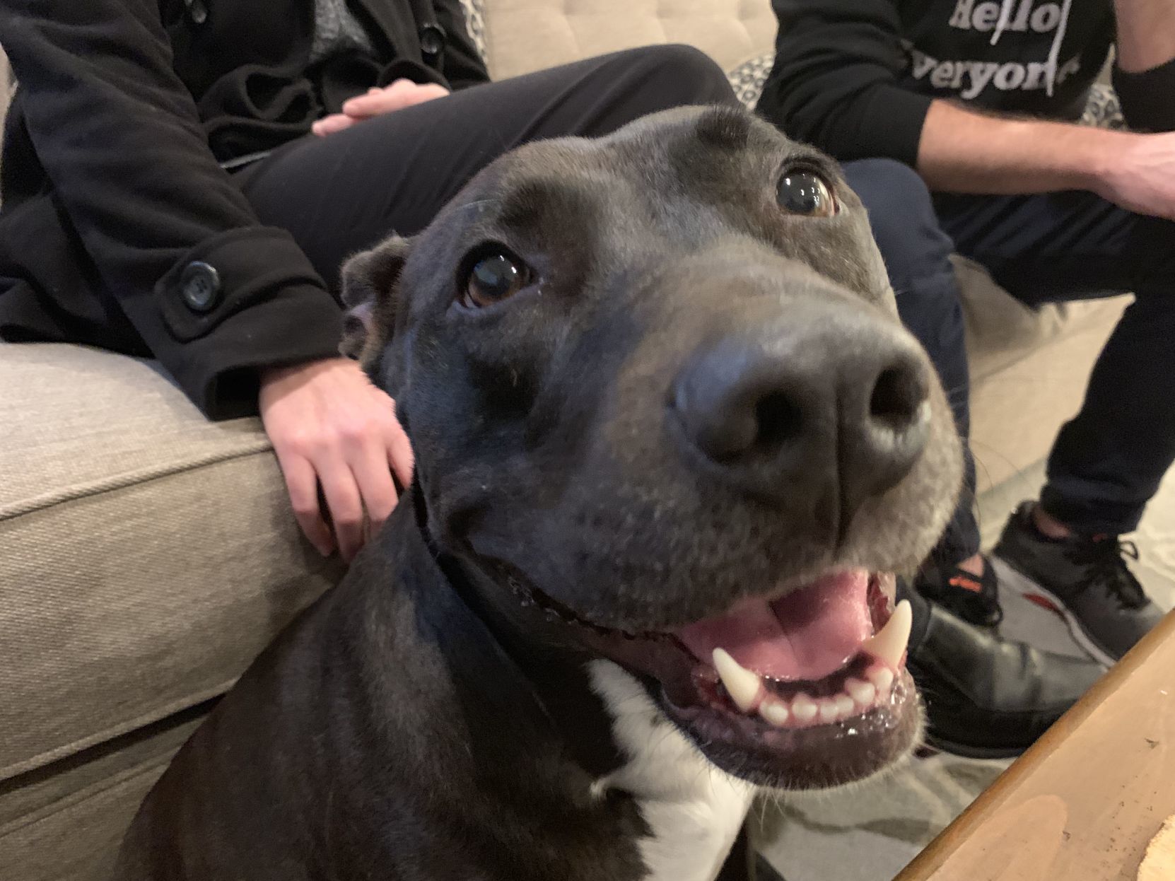 insecure dog aggression