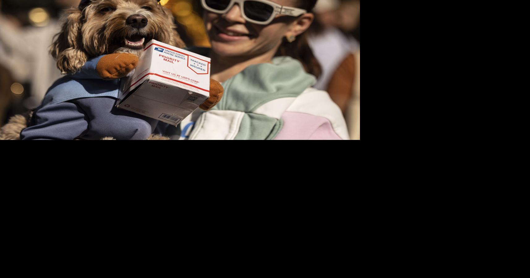 Photos Cats and dogs don their best costumes for Halloween