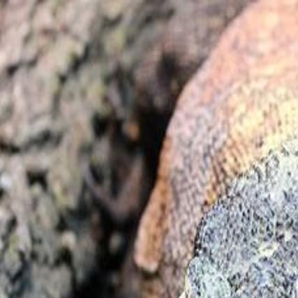 Komodo Dragon Dazzles In Henry Doorly Zoo Debut Lifestyles Omaha Com