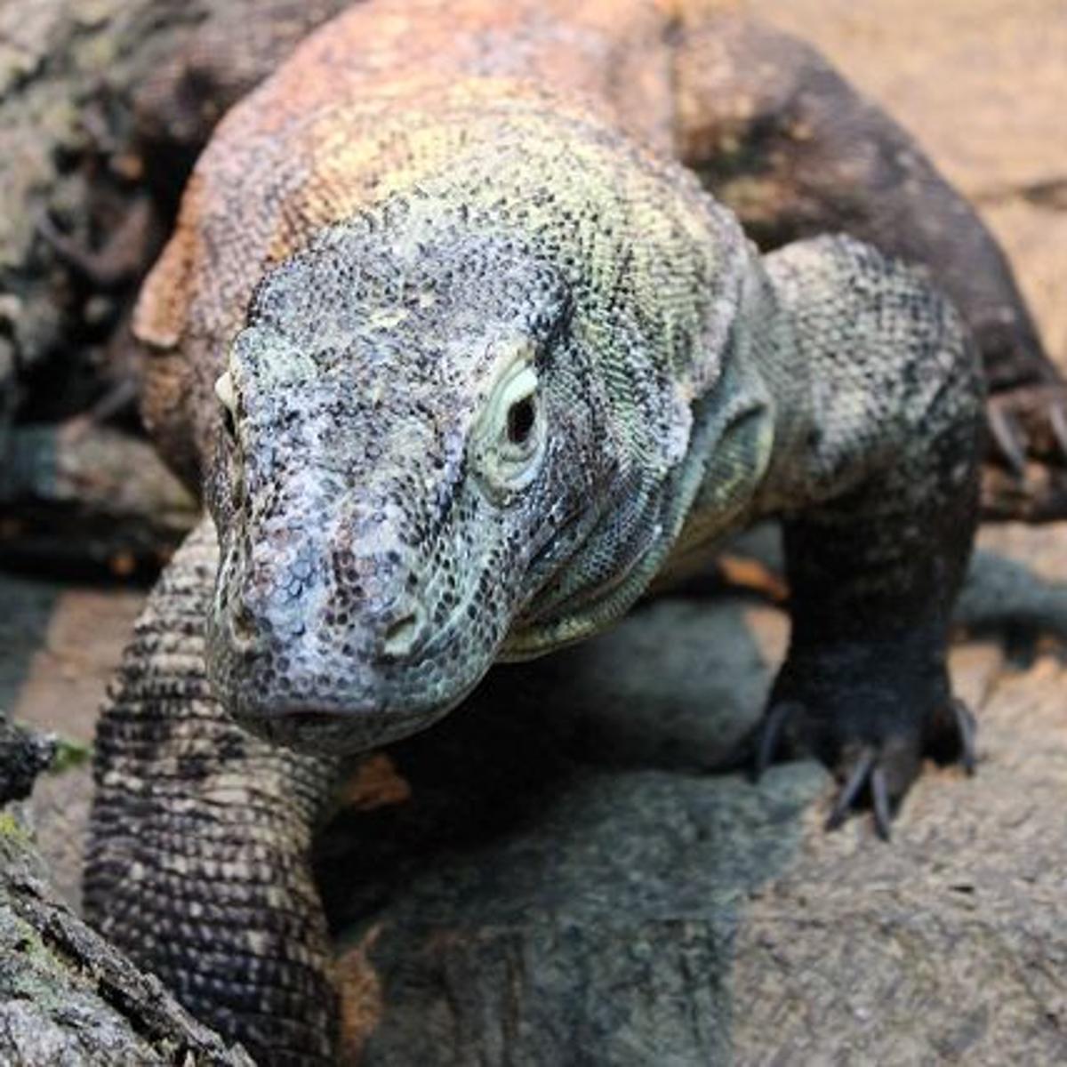 Komodo Dragon Dazzles In Henry Doorly Zoo Debut Lifestyles Omaha Com