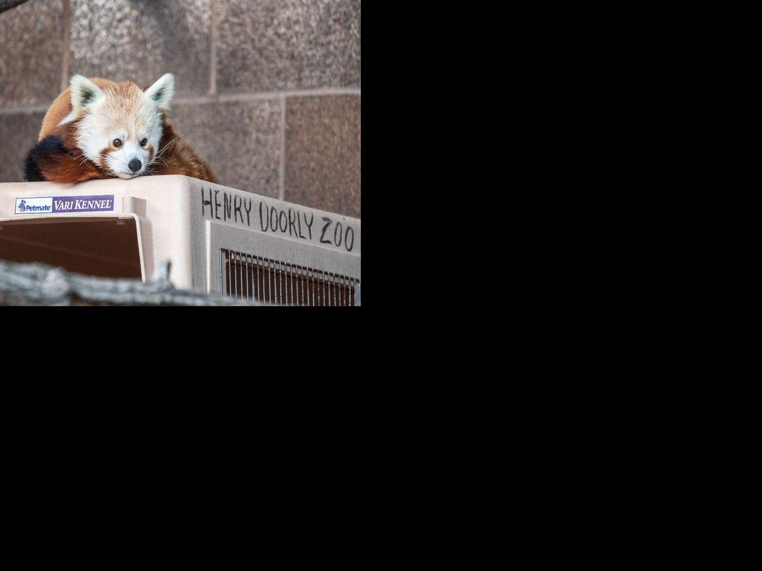 Tofu is first red panda at Omaha zoo in 20 years Living