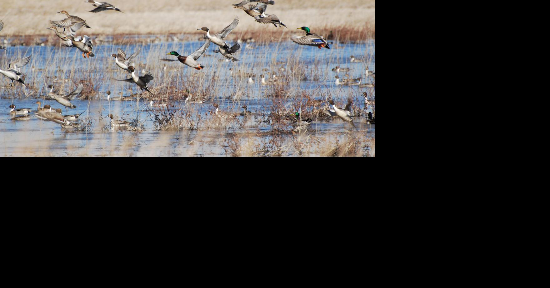 Outdoors notes: 15-year-old hunter completes Nebraska Duck Slam