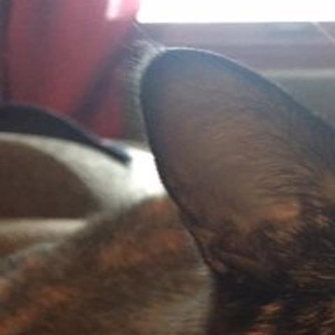 Pot Dad Talks About Being Really Really High And His Judgey Cat