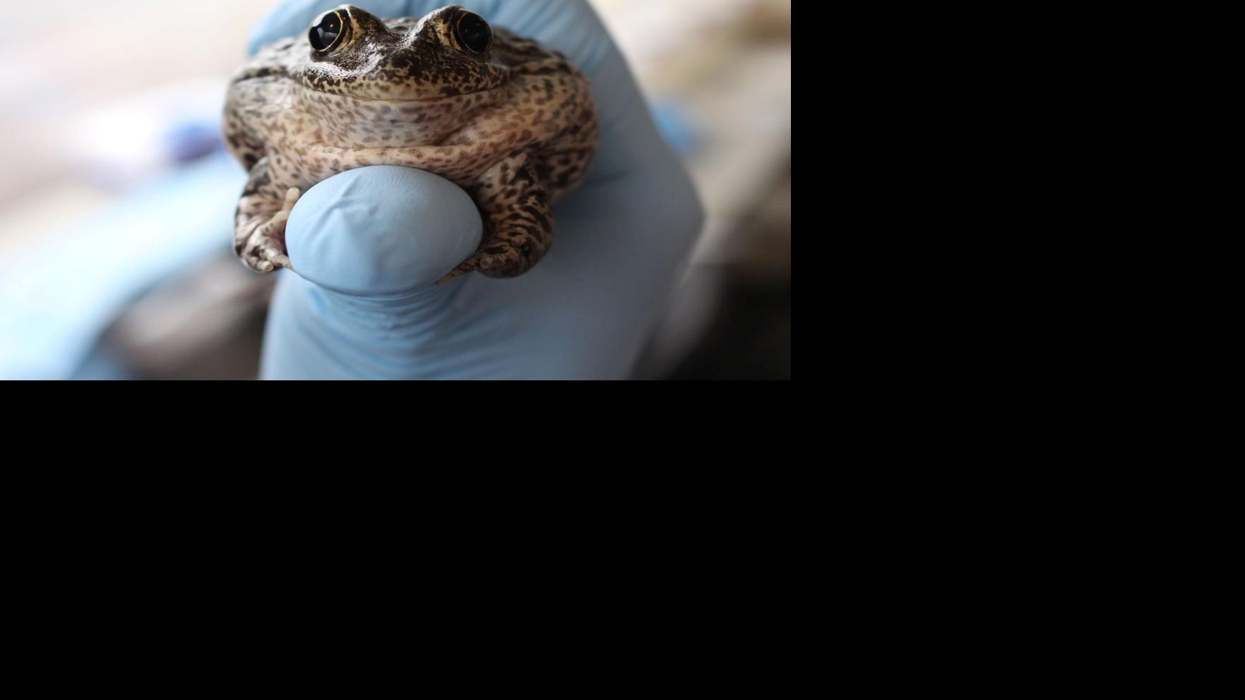Omaha Zoo Helps Breed Release Critically Endangered Frogs Lifestyles Omaha Com