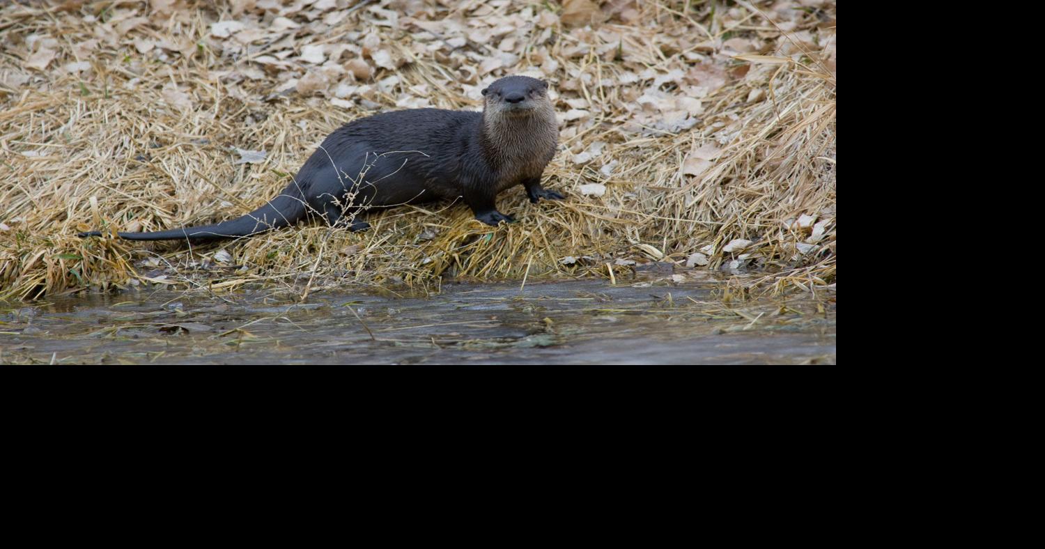 Otter trapping, mountain lion hunting seasons OK'd by Nebraska Game and