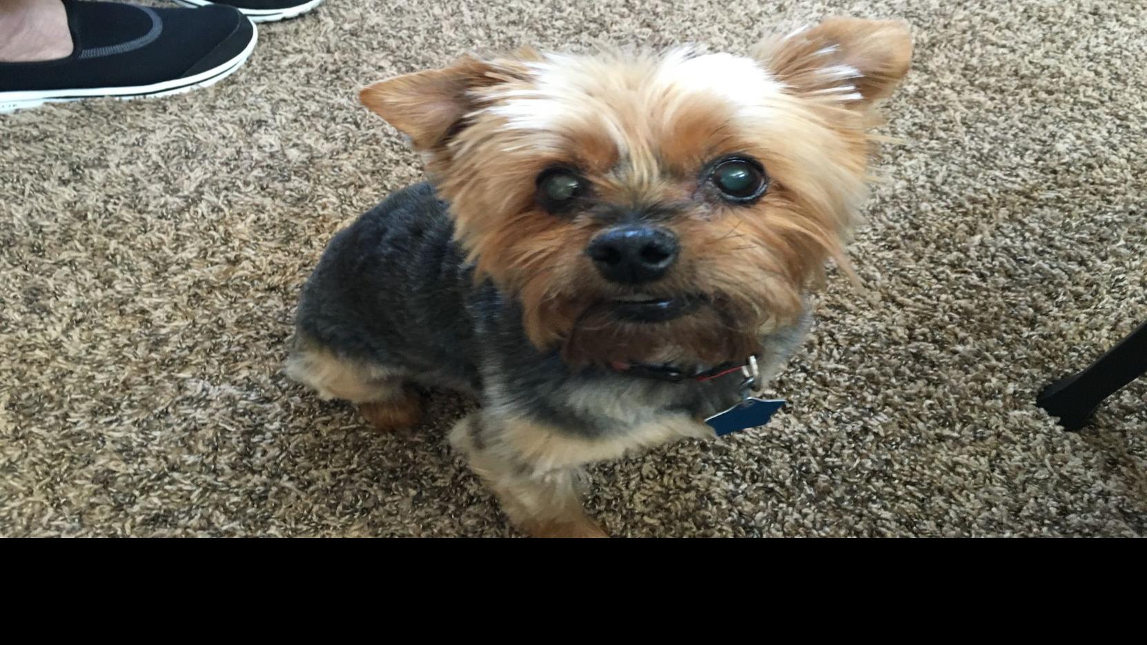 Dog Gone Problems Our Yorkie Puppy Only Poops Inside And Sometimes Eats It Blogs Omaha Com