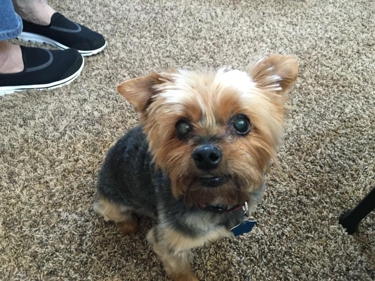 Dog Gone Problems Our Yorkie Puppy Only Poops Inside And Sometimes Eats It Blogs Omaha Com