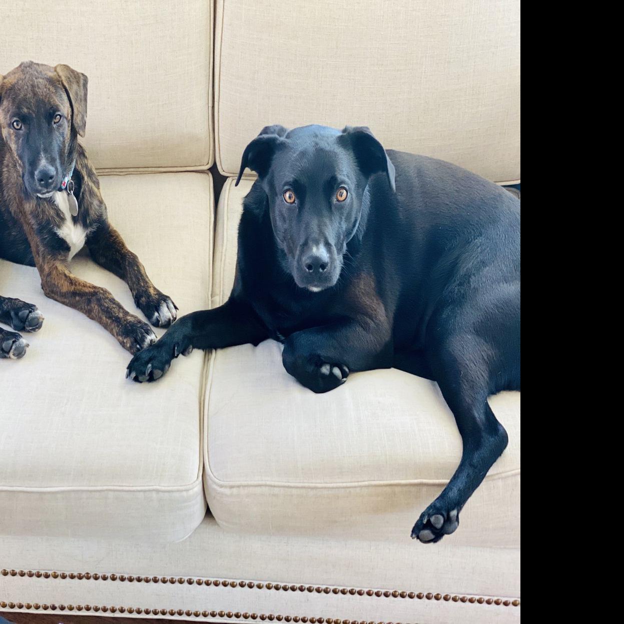 Dog Gone Problems Feeding Tips When Adding A New Dog To Your Pack Momaha Omaha Com
