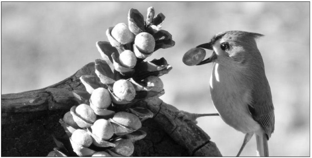 Backyard Birding Prep Now To Attract Birds This Winter Articles